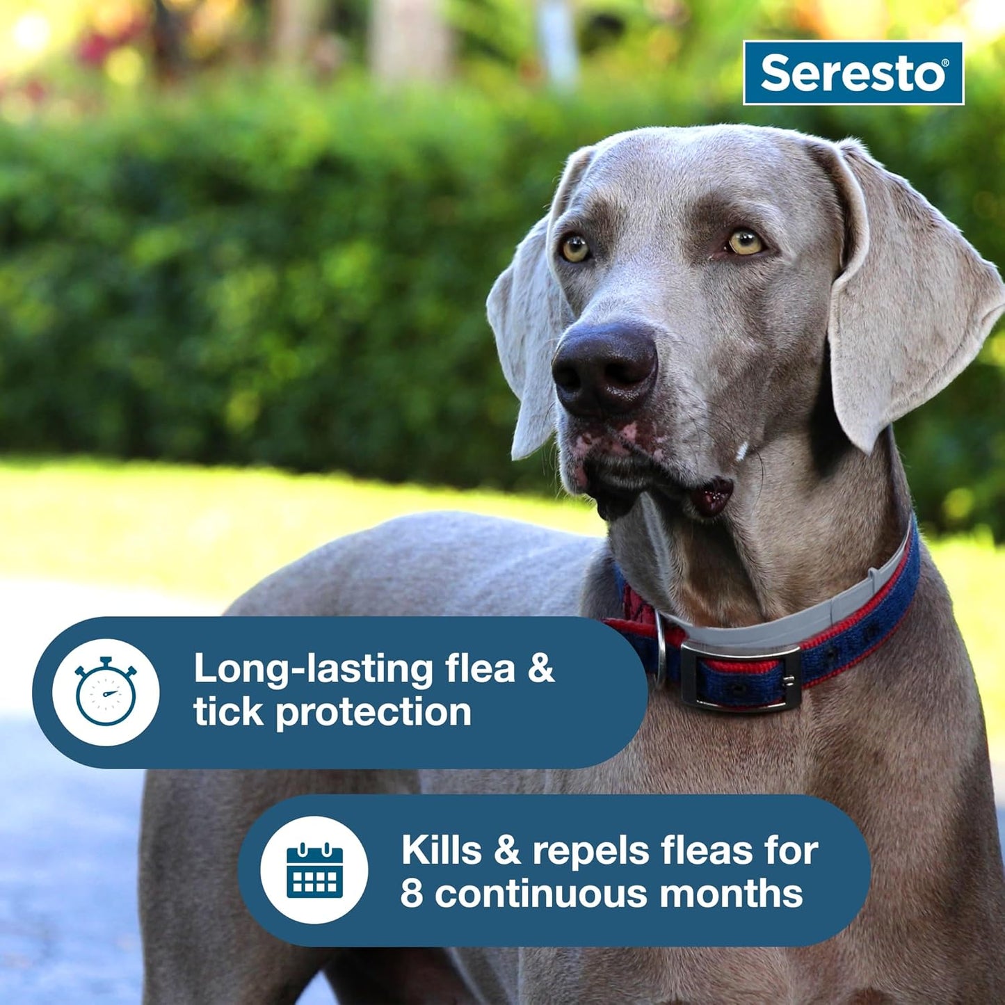 Seresto Flea & Tick Collar For Dogs Over 18 lbs., Treatment & Prevention, Vet-Recommend, 8 Month Protection | Product image 6